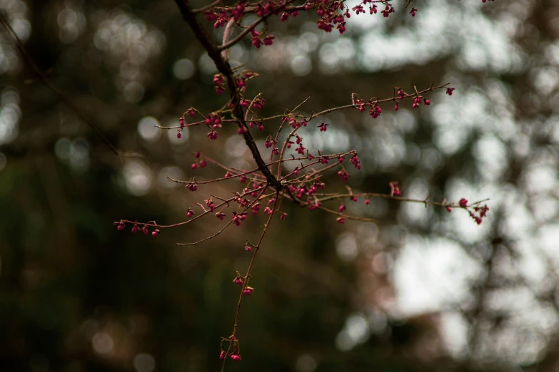 small, red flowers growing in the nches of a tree