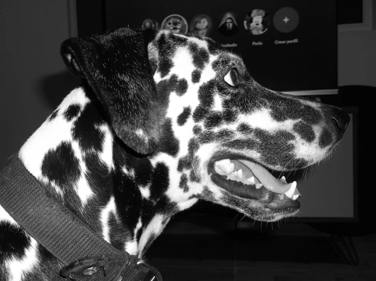 a dog with spots on it's face and collar is staring ahead