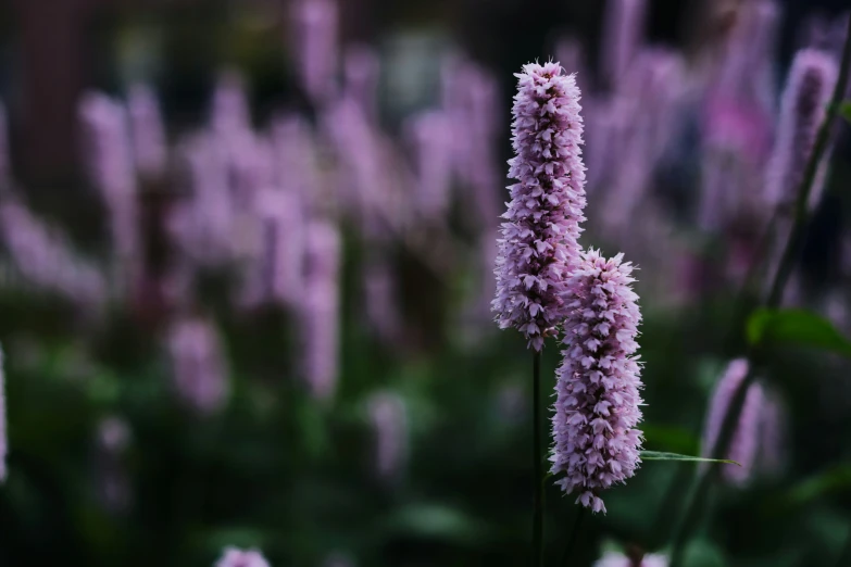 a bunch of pink flowers with green leaves