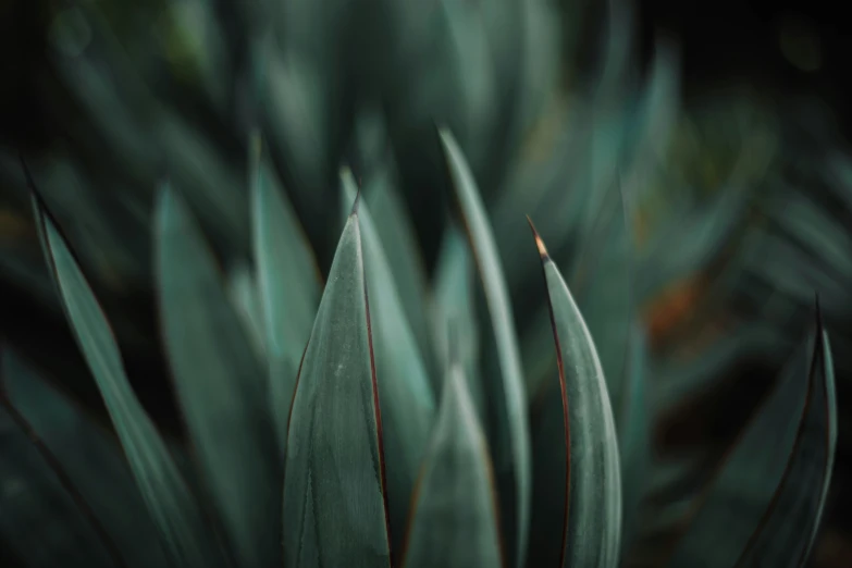 the green plants are growing on the large plant