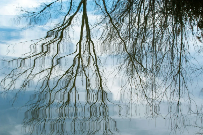 the reflection of two trees in water is shown