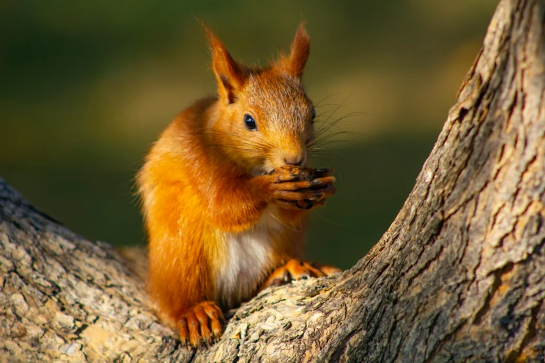 a squirrel with an outstretched beak standing on a tree nch