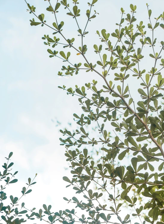 the leaves and nches of a tree against a bright blue sky