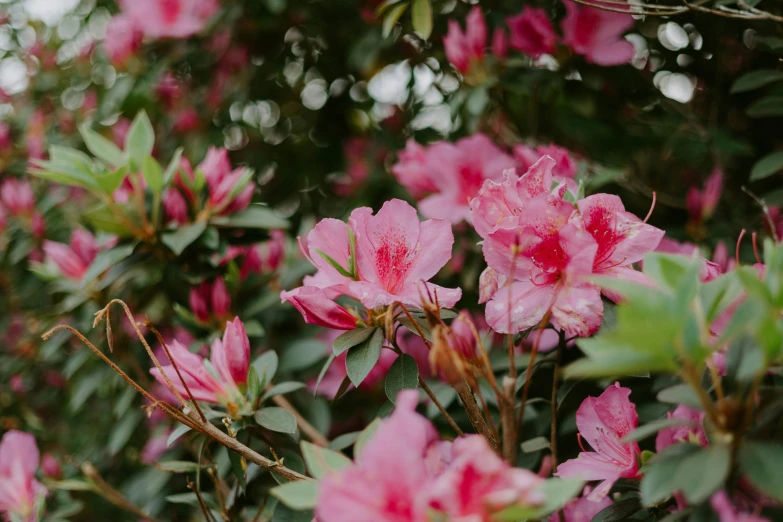 a bush filled with very pretty pink flowers