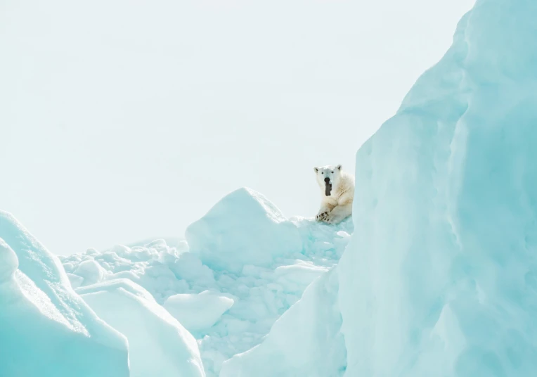 an animal on top of some ice on the beach