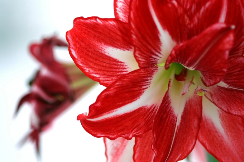 a red and white flower is blooming near the end of its stem