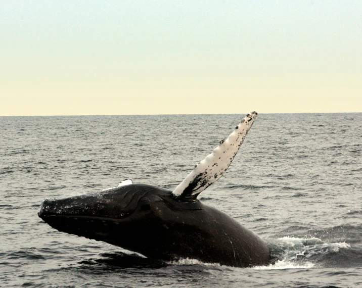 a humpback whale jumping out of the water