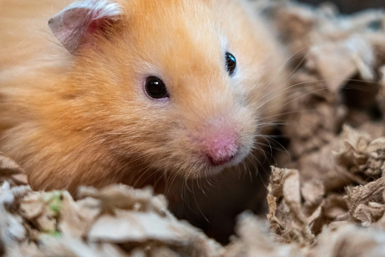 an animal with brown fur on it's back