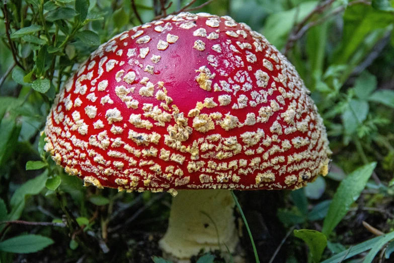 a close up of a small red and white mushroom