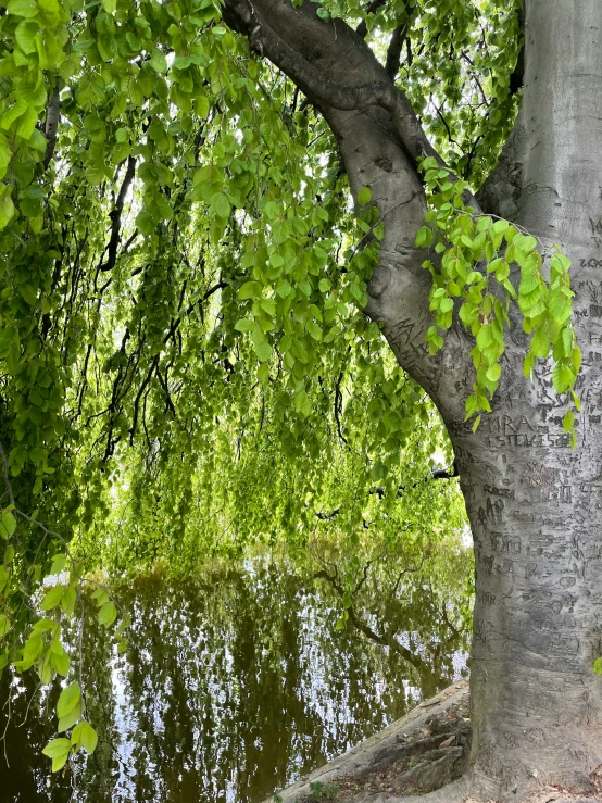 there is a tree that has green leaves around it