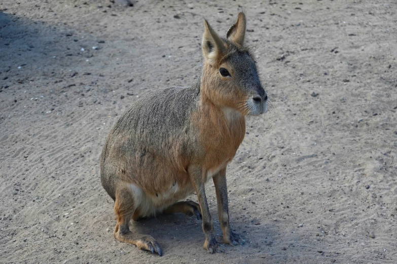 a small kangaroo sits on the dirt