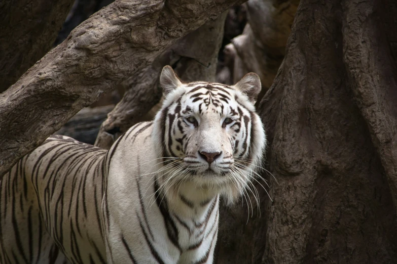 a white tiger looking at the camera while standing in the shade