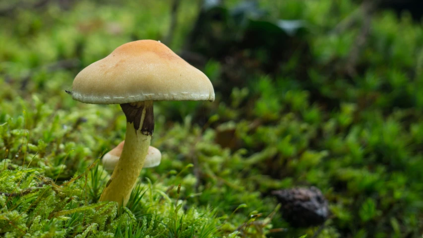 a large mushroom with very thick yellow head