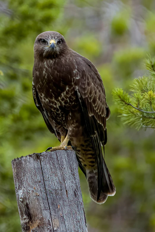 a bird on top of a pole on a field