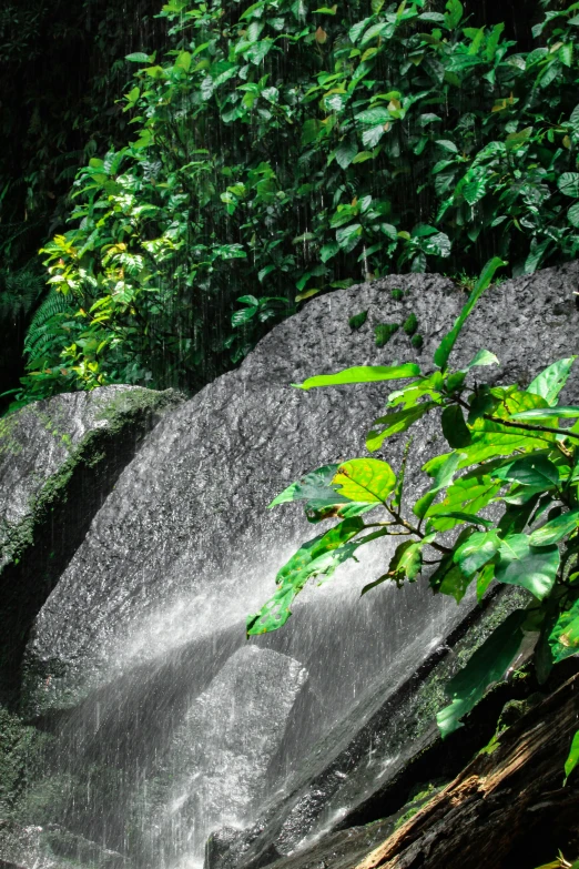 a black and white image with trees, a waterfall and rocks