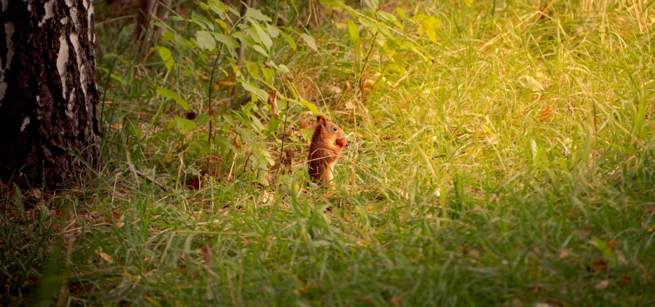 an animal is hiding in the tall grass