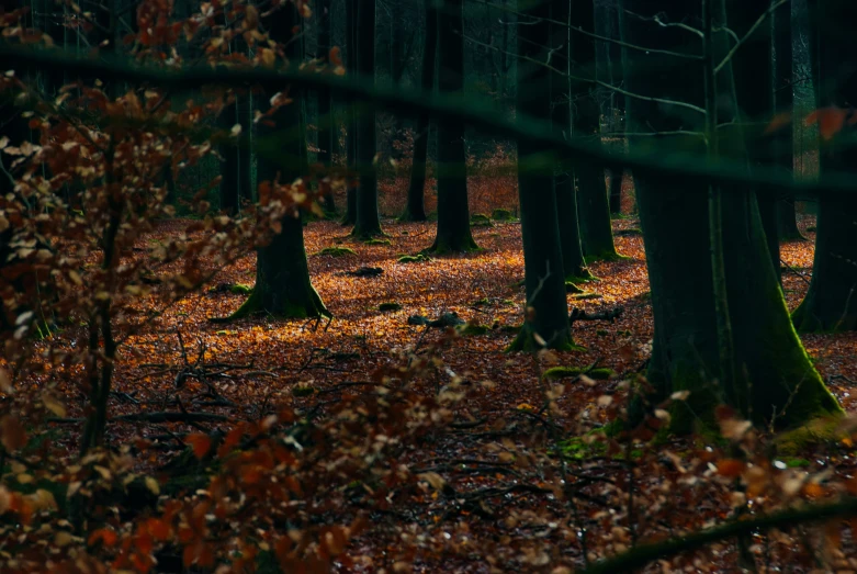 an image of a wooded area that looks beautiful