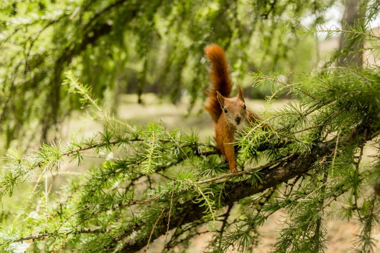 a red squirrel sits in the nches of a tree