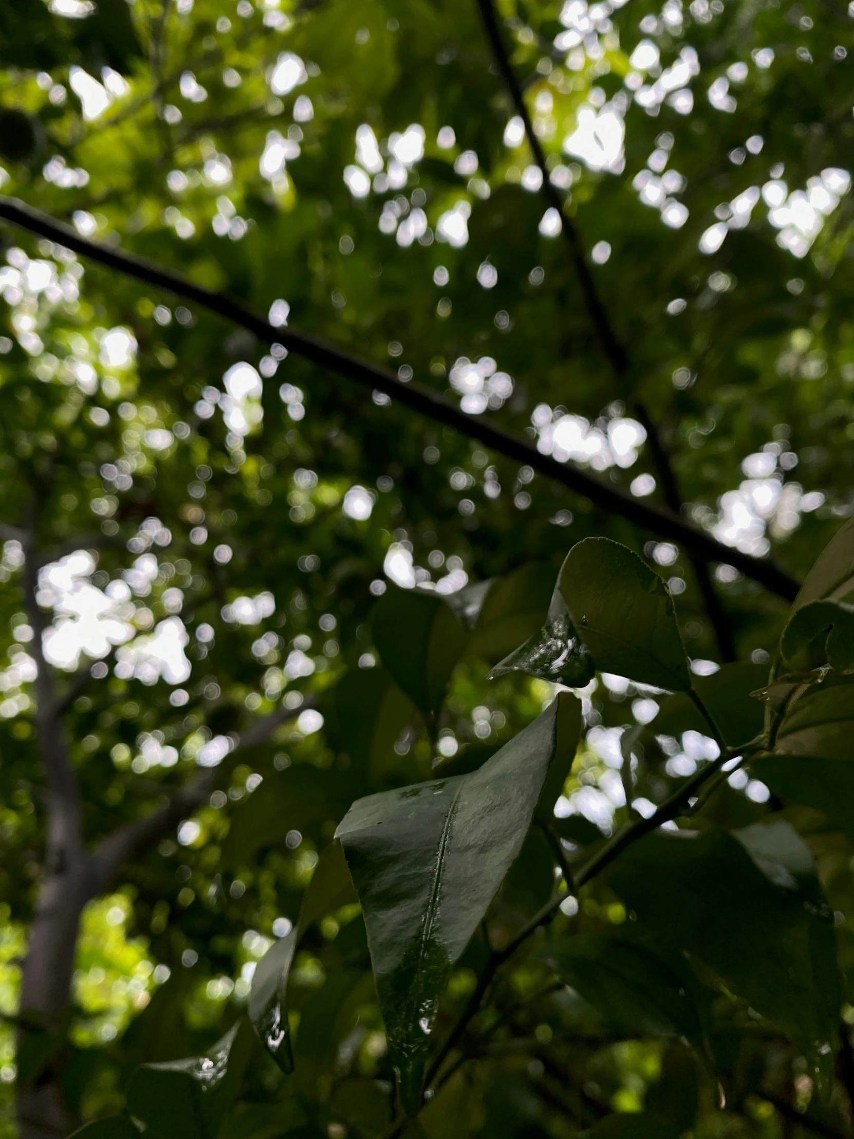 green leaves hang from a tree in the sunlight