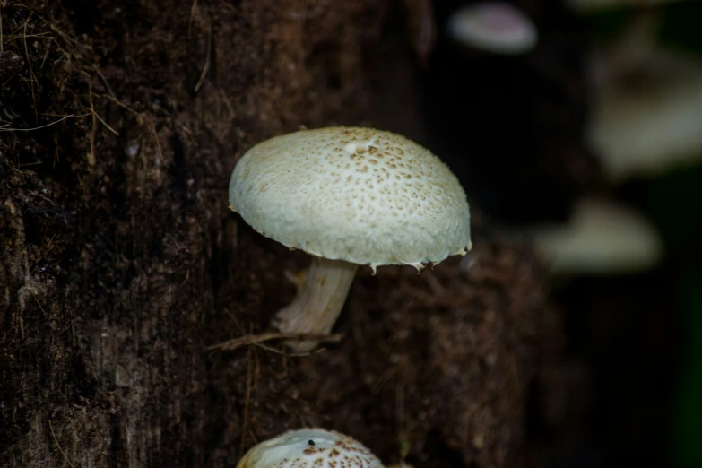 several small white mushrooms growing on the bark