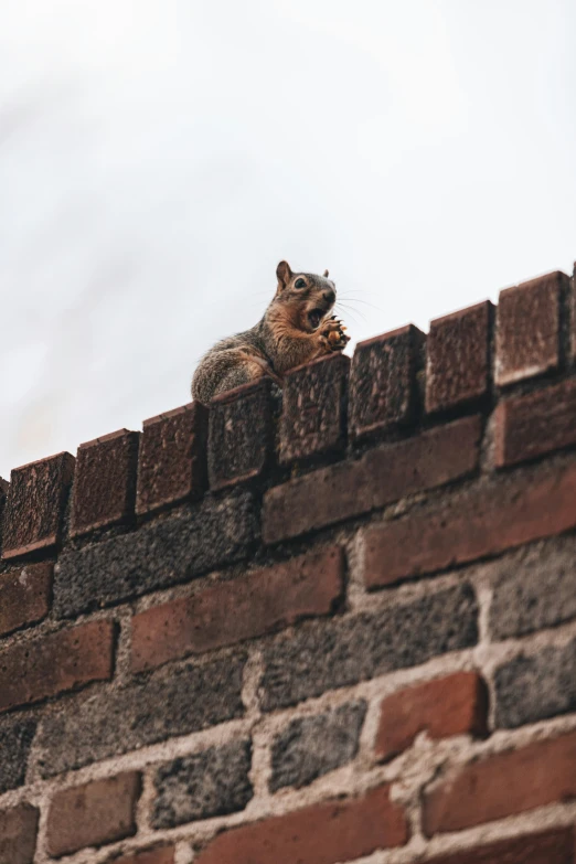 a squirrel eating a nut while sitting on the roof