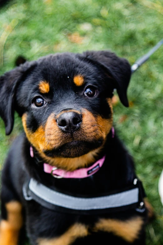 a dog with a collar sitting in the grass