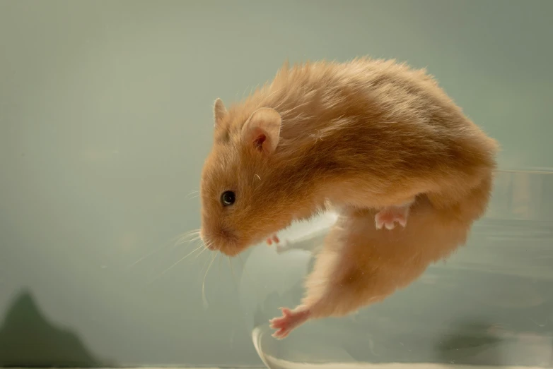 a mouse in a glass bowl is looking down