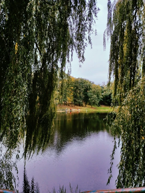 some green trees near a pond with water