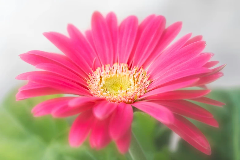 this pink flower is blooming on the stem