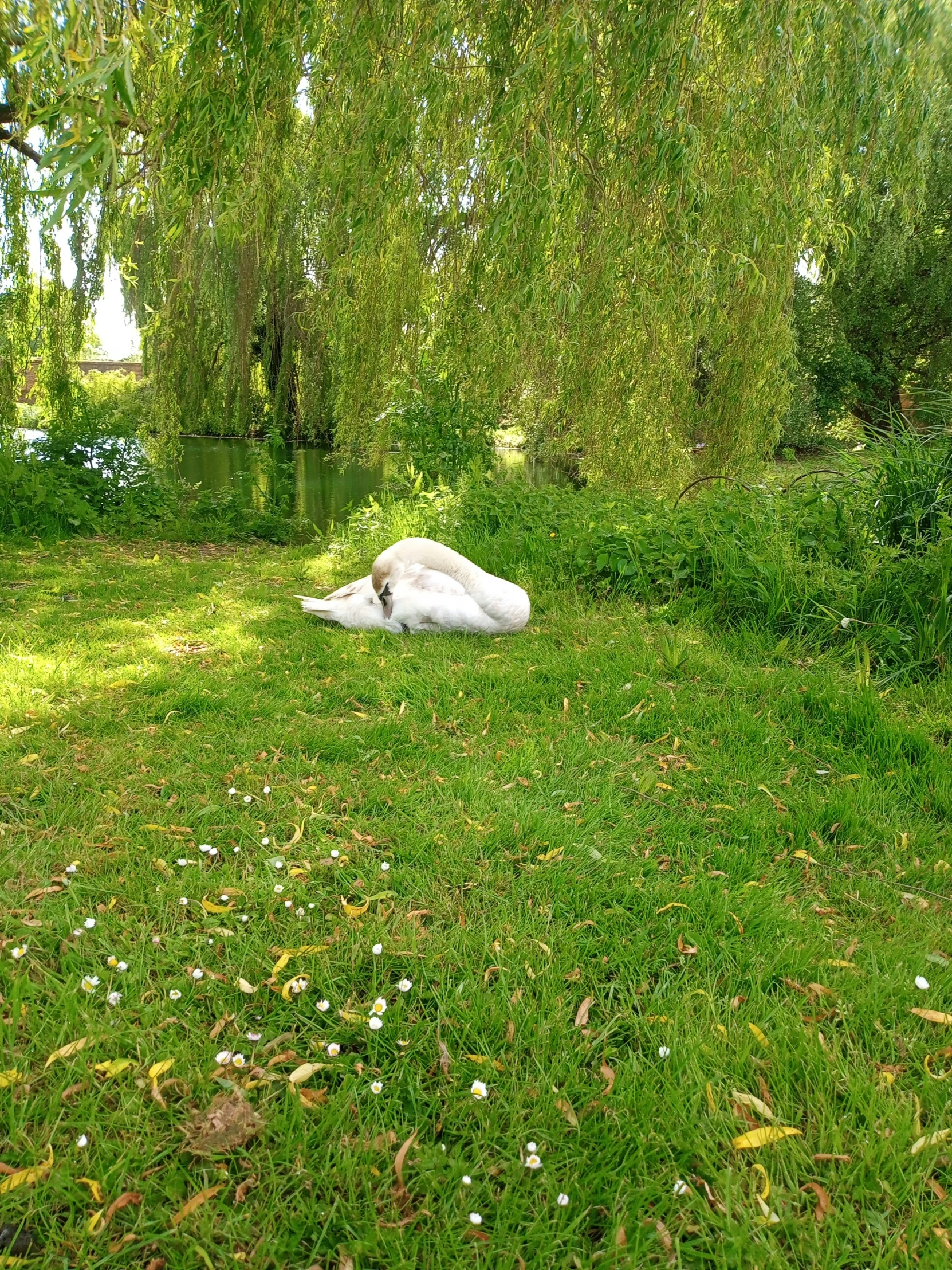 there is a white swan that is sitting on the grass