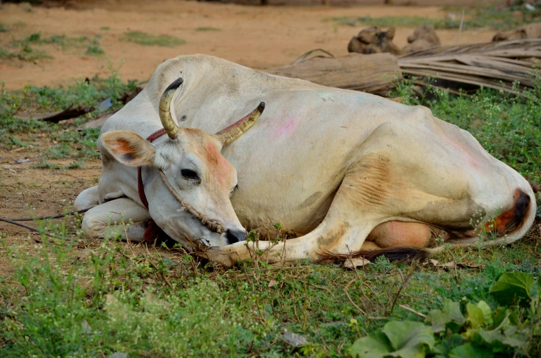 a white cow is curled up on the ground while lying down