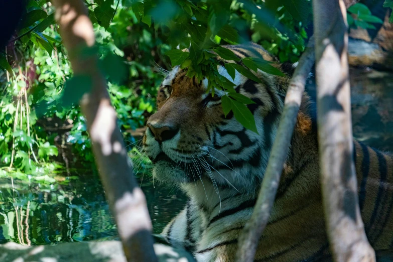 a tiger in an enclosure surrounded by trees