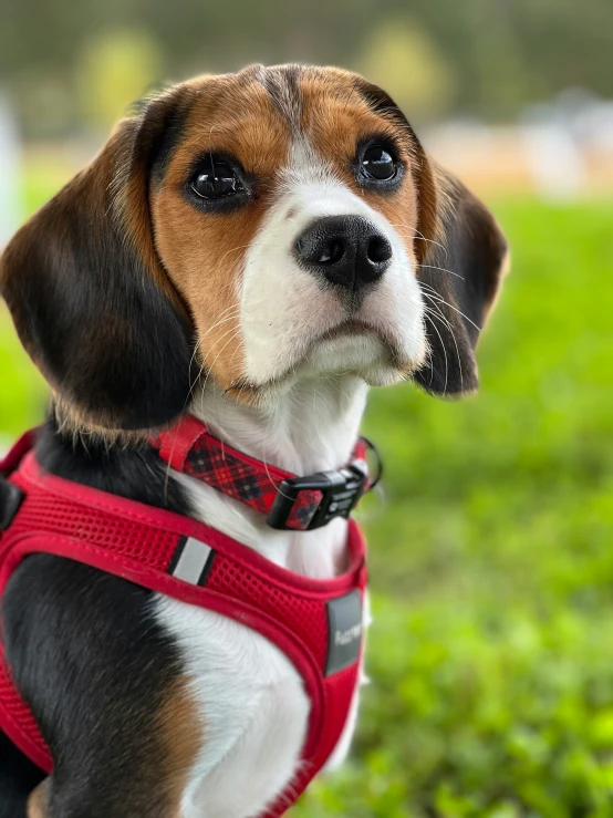 a beagle sitting on the grass in front of some bushes