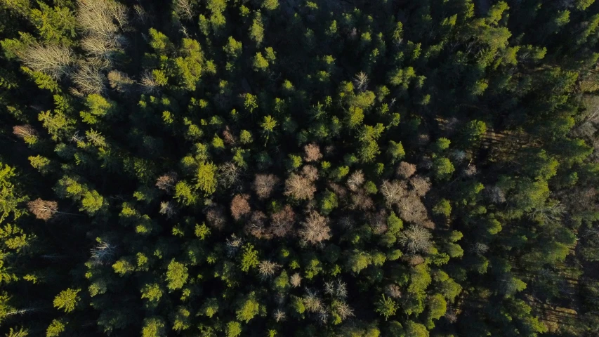 the top of a forest, looking down at trees