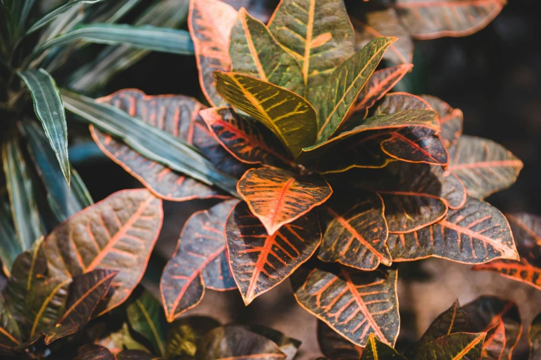 a colorful plant is growing out of the ground