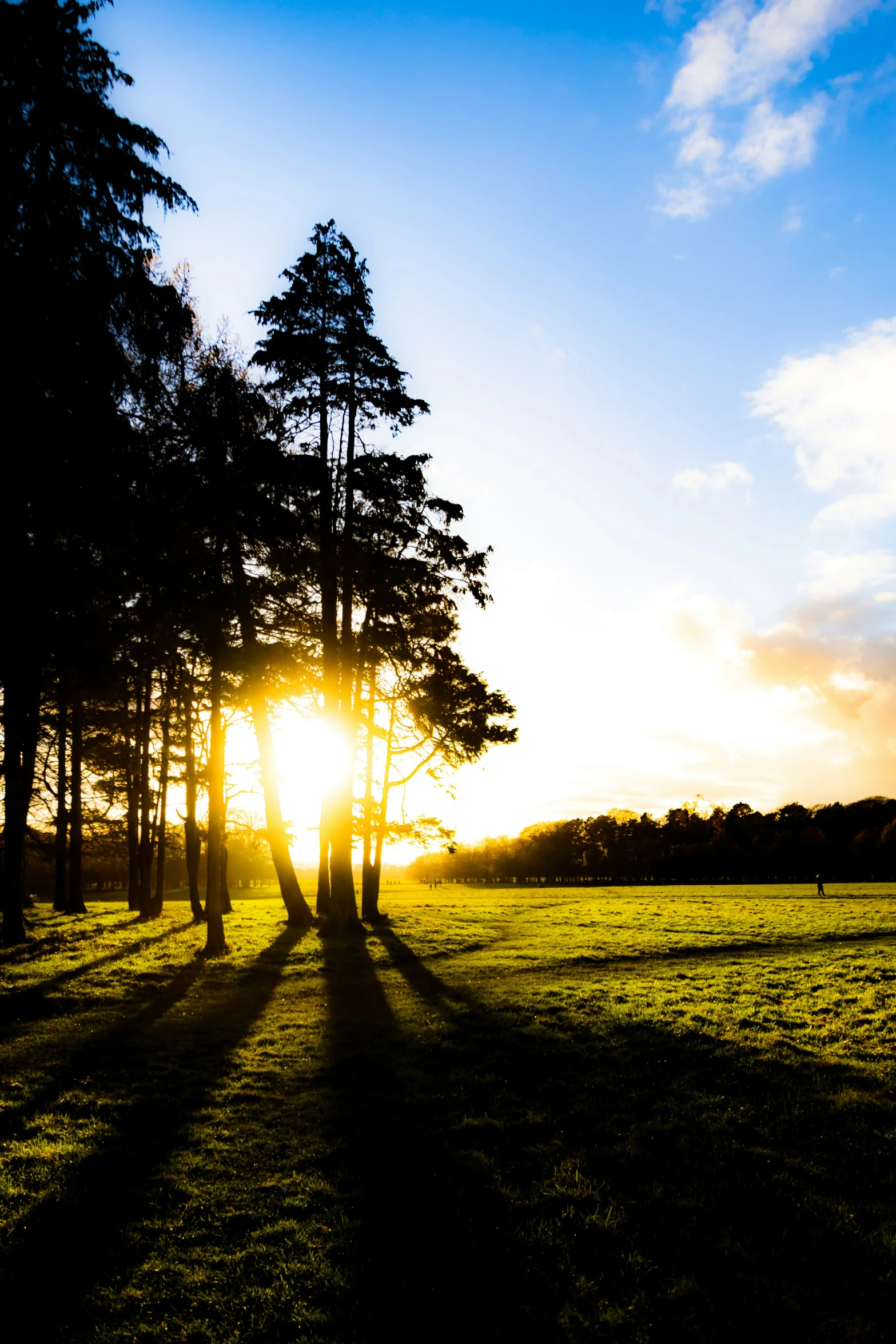 the sun shining through trees on a clear day