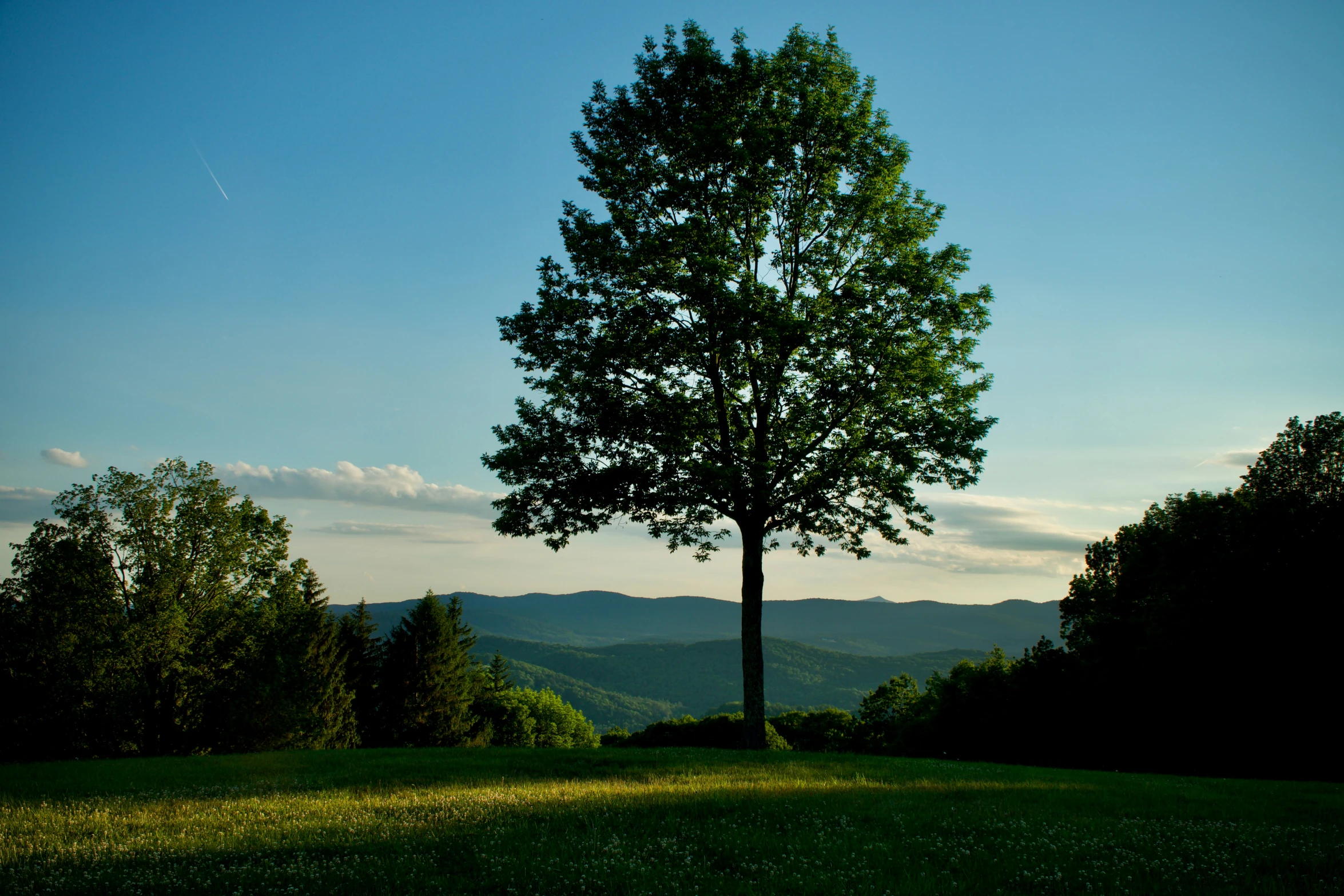 the tree is in a field near the mountains