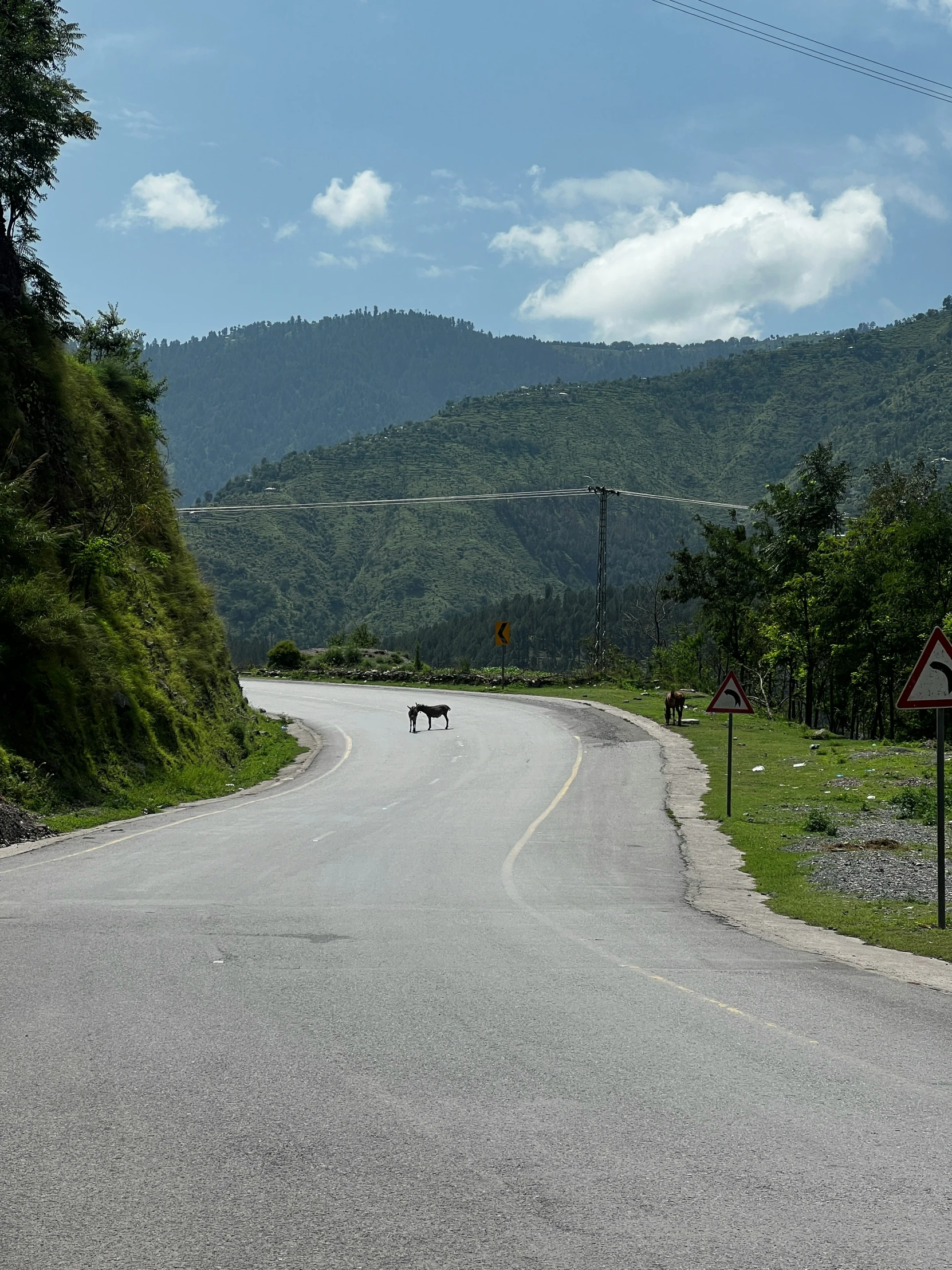 two dogs walking on the side of the road