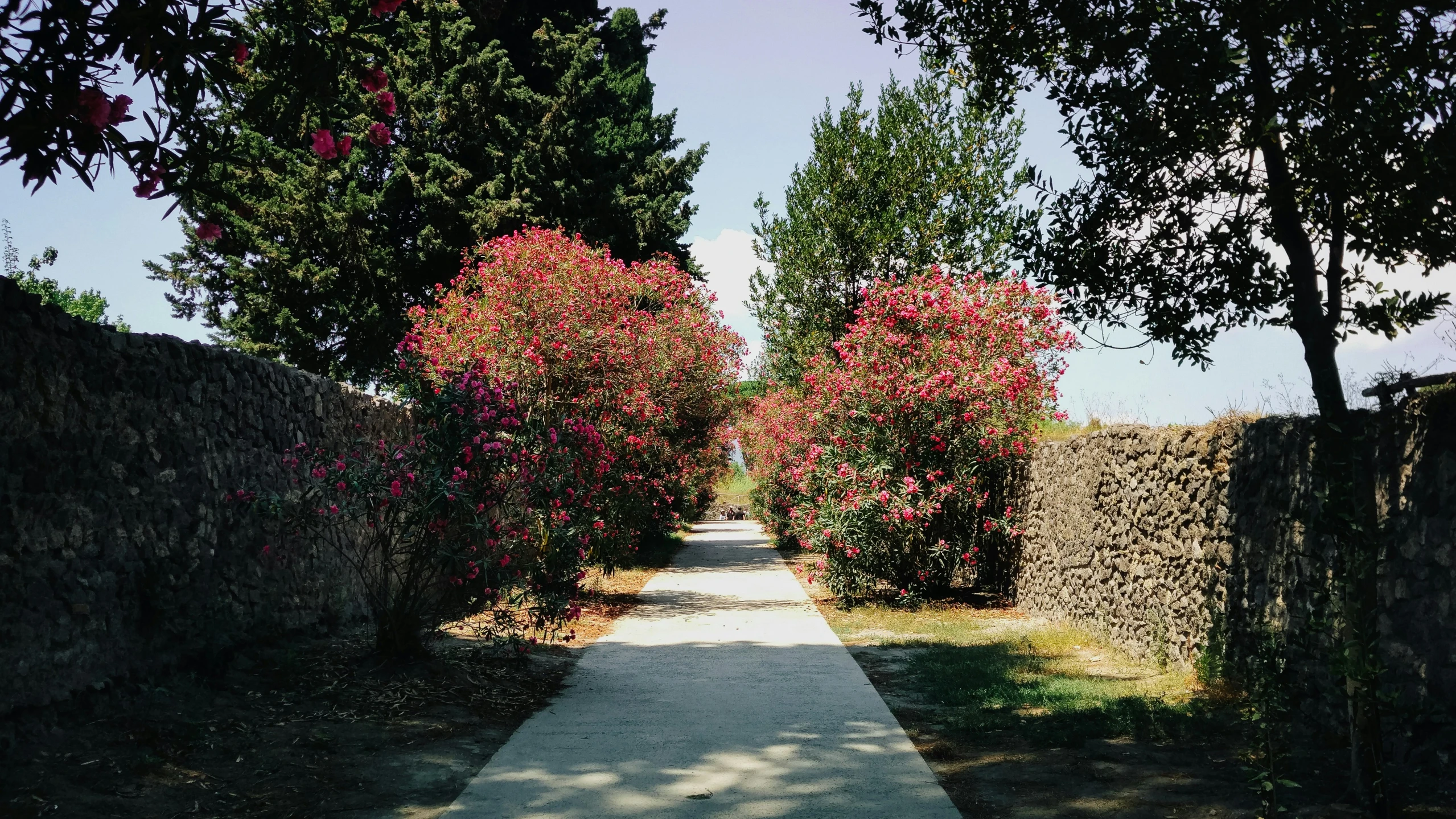 some pink flowers near trees and cement walkway