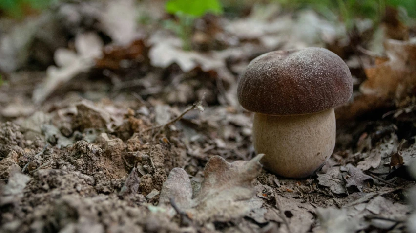 a mushroom grows from the ground in the forest