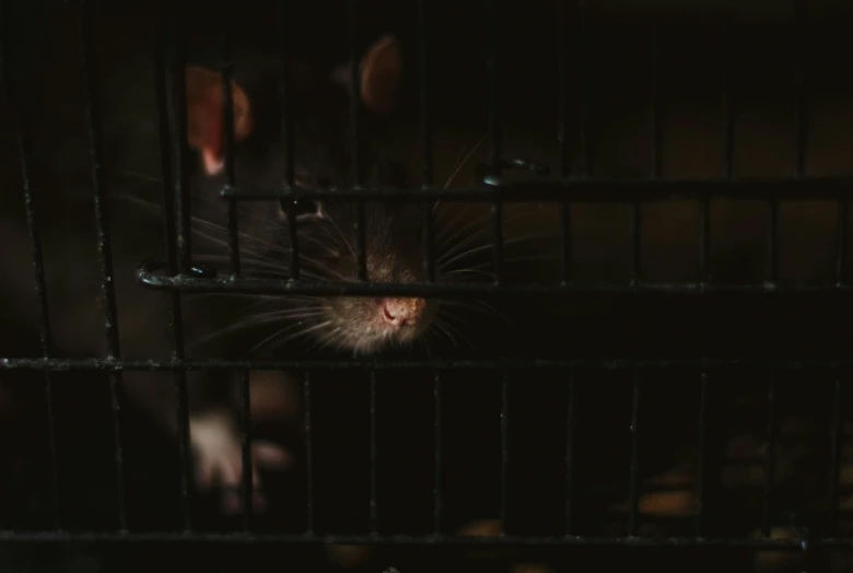 a rat in a cage in the dark