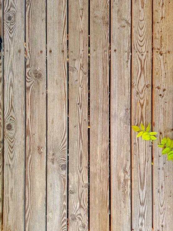 a leaf laying on top of a wooden plank fence