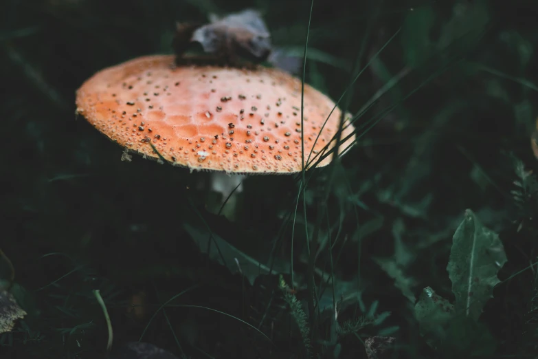 a red mushroom on the side of a lush green field