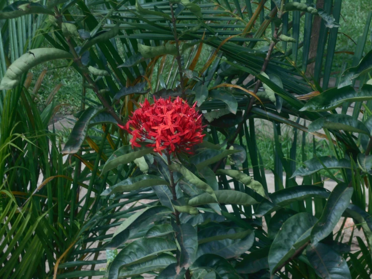 a red flower sitting in a garden filled with green plants