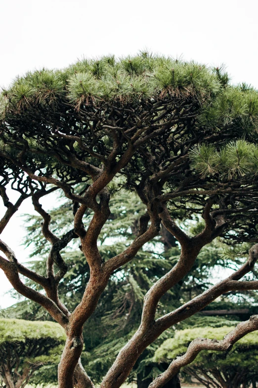 large pine trees growing in a park with many large trees