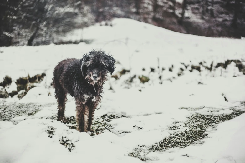 a dog is standing in the snow alone