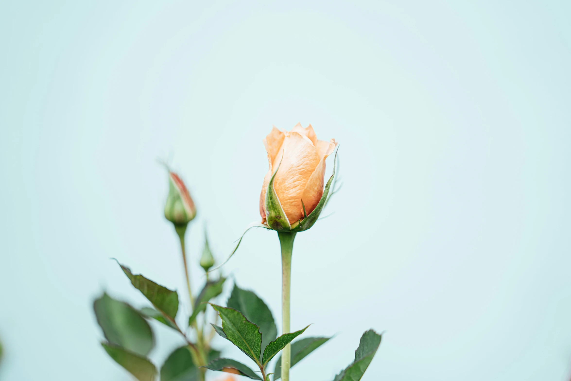 a single yellow rose with green leaves and a blue sky in the background