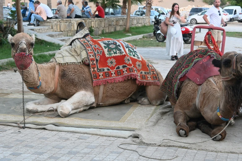 two large camels laying down in a parking lot