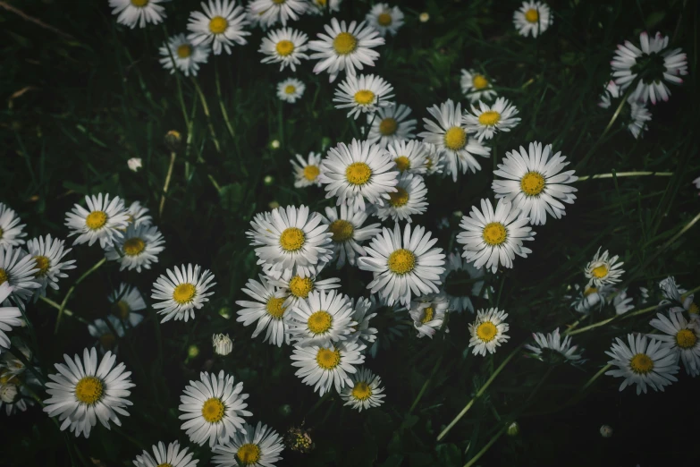 a lot of daisies in the grass