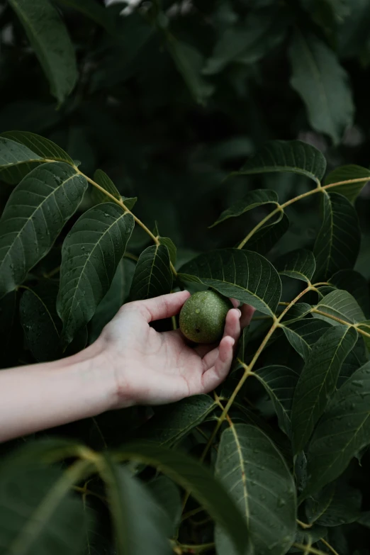 there is a hand holding a green fruit from a tree